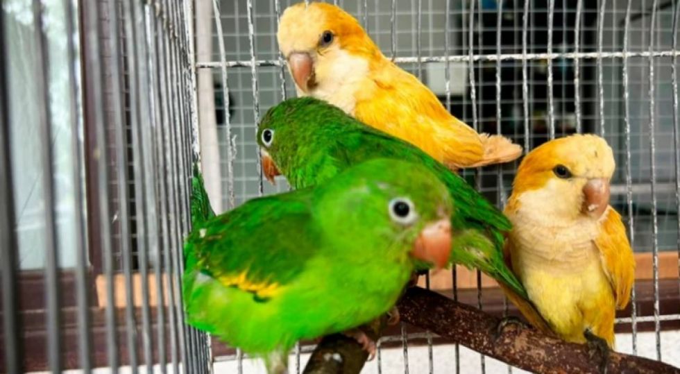 Cotorritas fueron teñidas con agua oxigenada y blondor: Les dañaron los ojos y la pie
