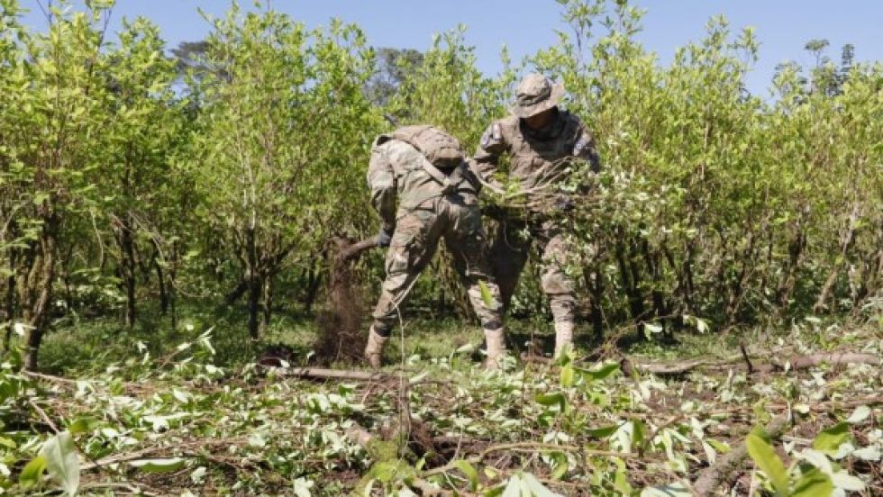 UNODC: Bolivia produjo coca entre 44 a 55 mil tm en 2022 y sólo 24.762 pasaron por mercados legales