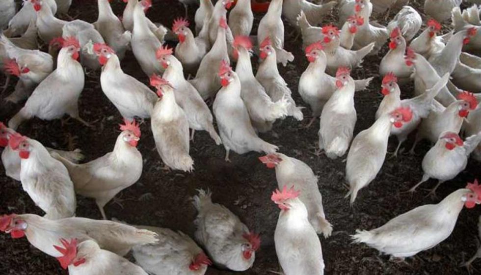 Canadá: Alarma por aumento de casos de gripe aviar