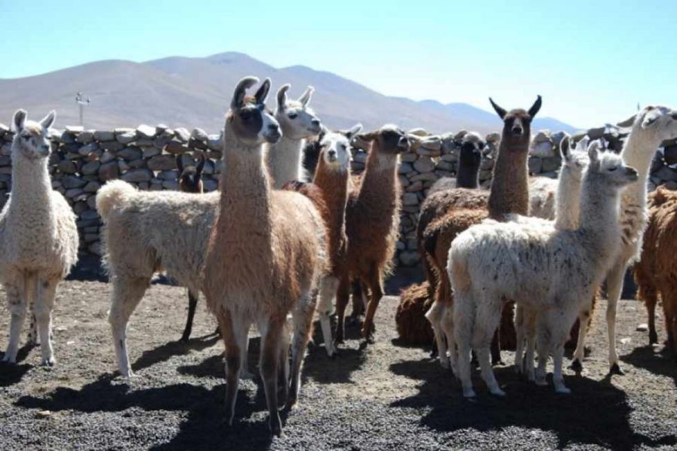 Criadores de llamas afectados por la crisis climática