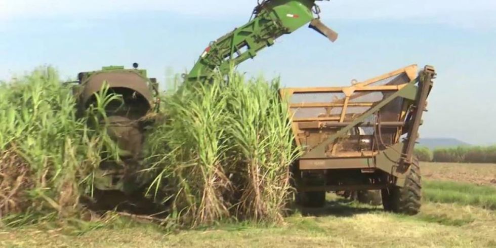 ¿Azúcar o etanol?: Ante bajo precio cañeros analizan opciones sobre su producción