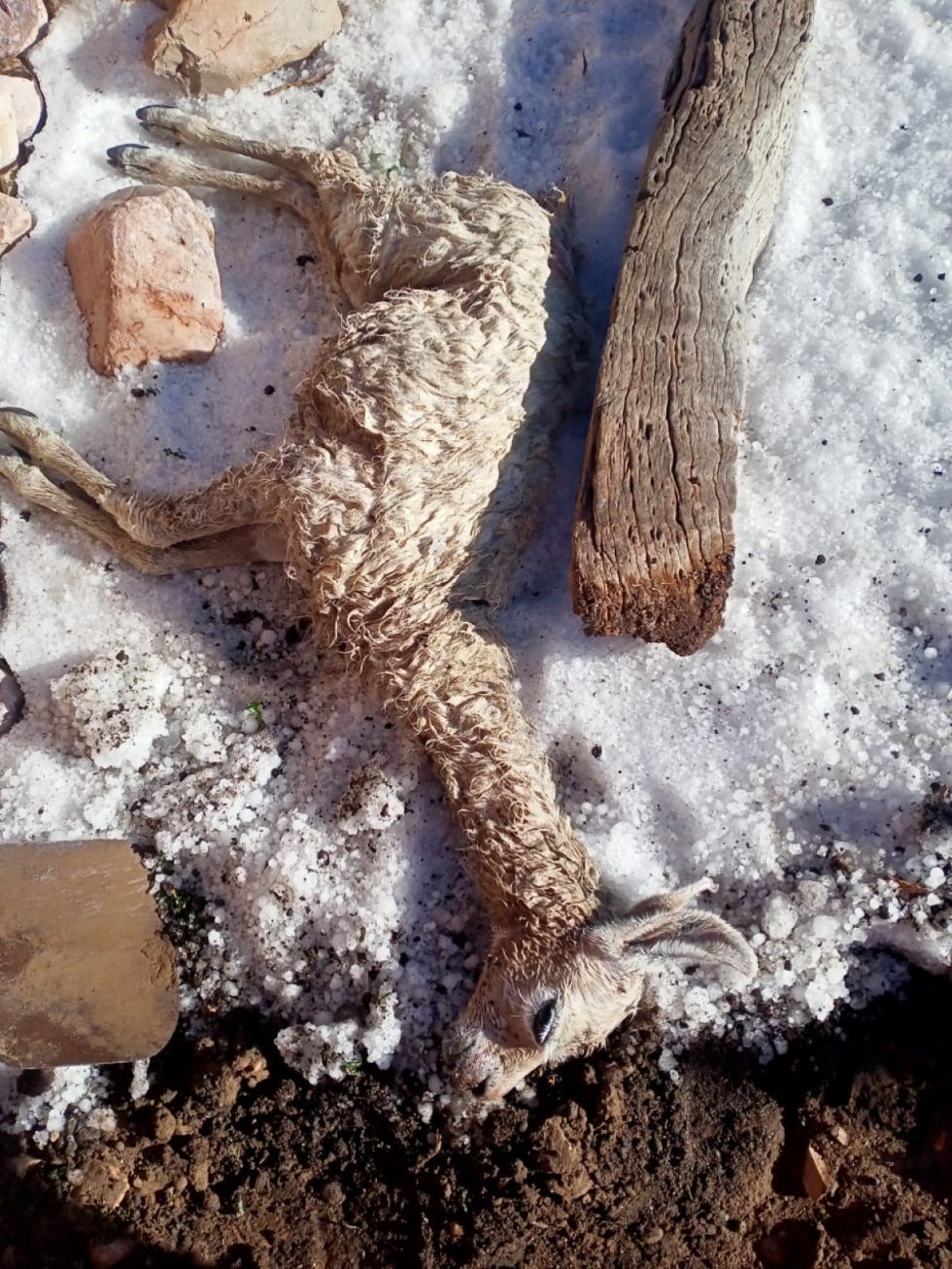 Ganado camélido muerto