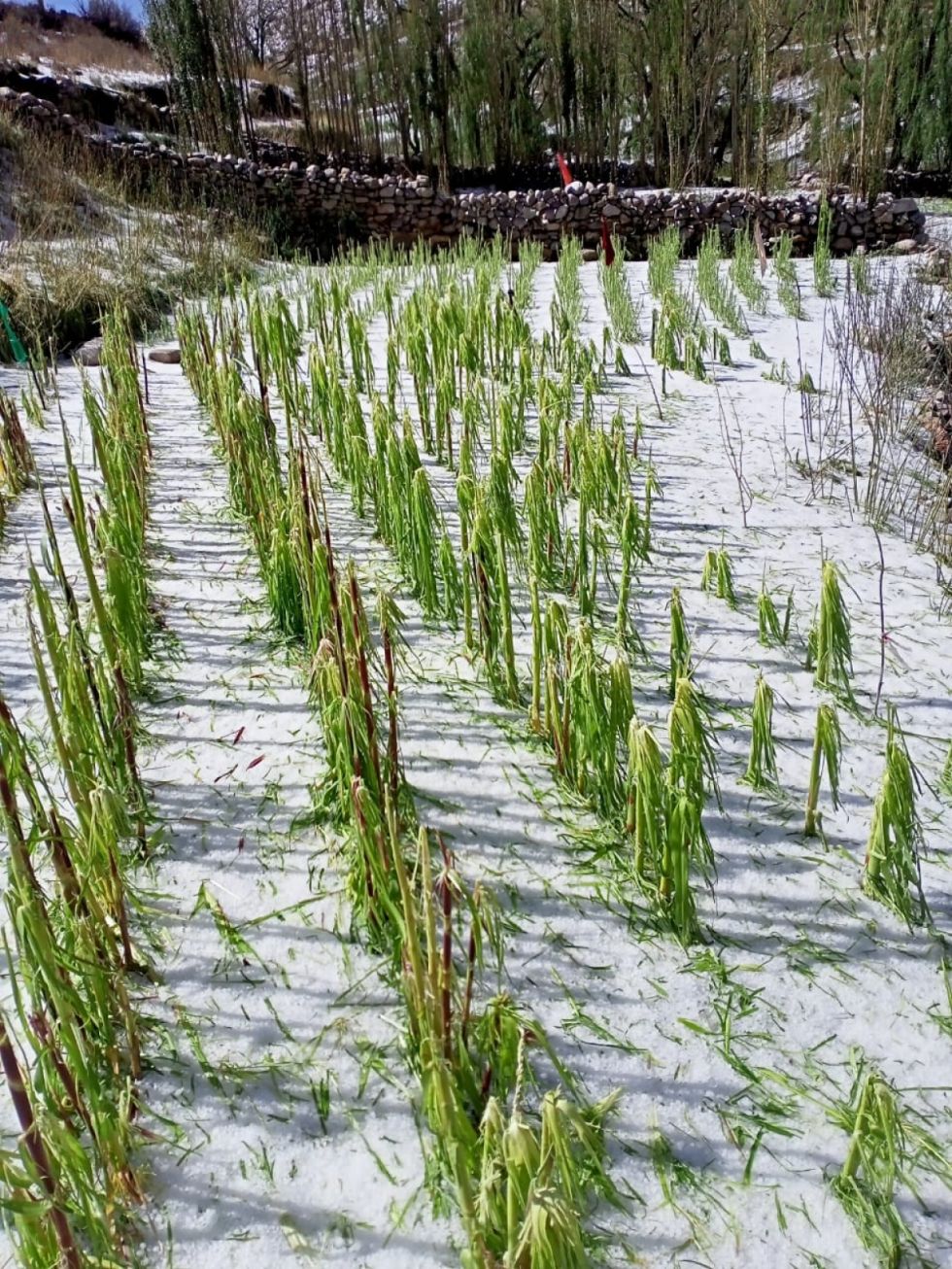 Varias comunidades fueron afectadas por la granizada