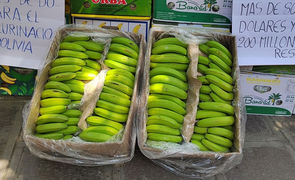 Bananeros siguen exportando a Argentina, a pesar de deuda y preocupación con medidas de Milei