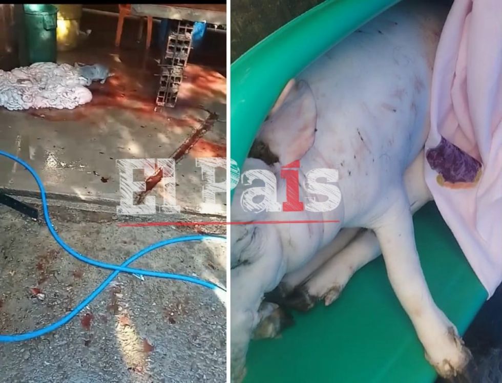 Encuentran matadero clandestino en Tarija