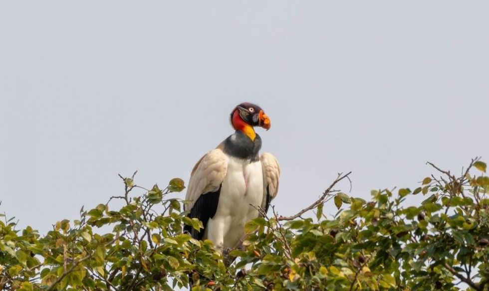 Identifican al menos cinco especies de aves en peligro de extinción en Bolivia
