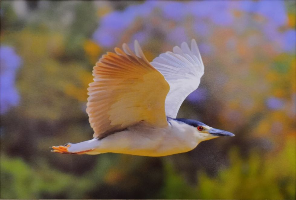 Huanco (Nycticorax nycticorax), Río Guadalquivir, 2020. 