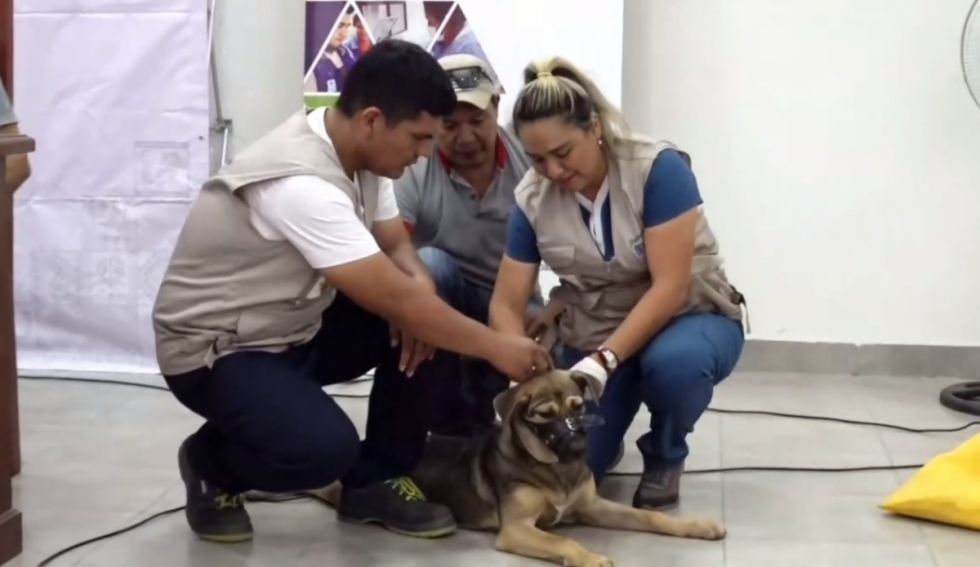 Realizan controles para evitar un brote de leishmaniasis