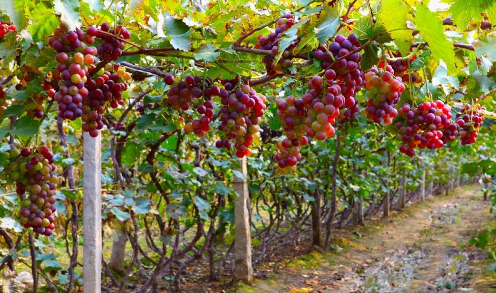 Viticultores pierden Bs 500.000 al día por los bloqueos evistas 