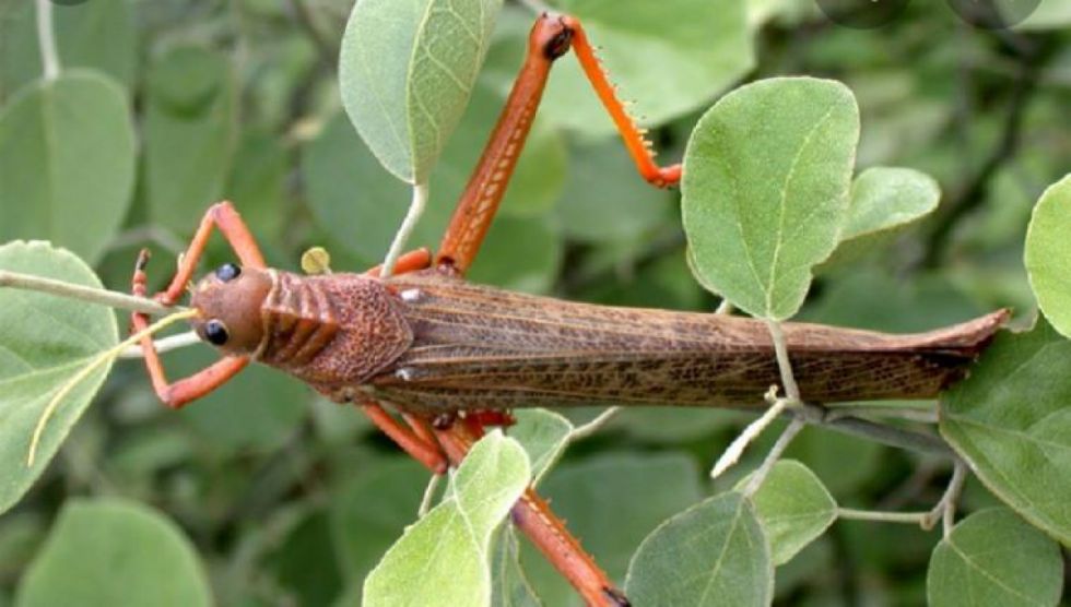 Langostas alertan a productores del Chaco tarijeño