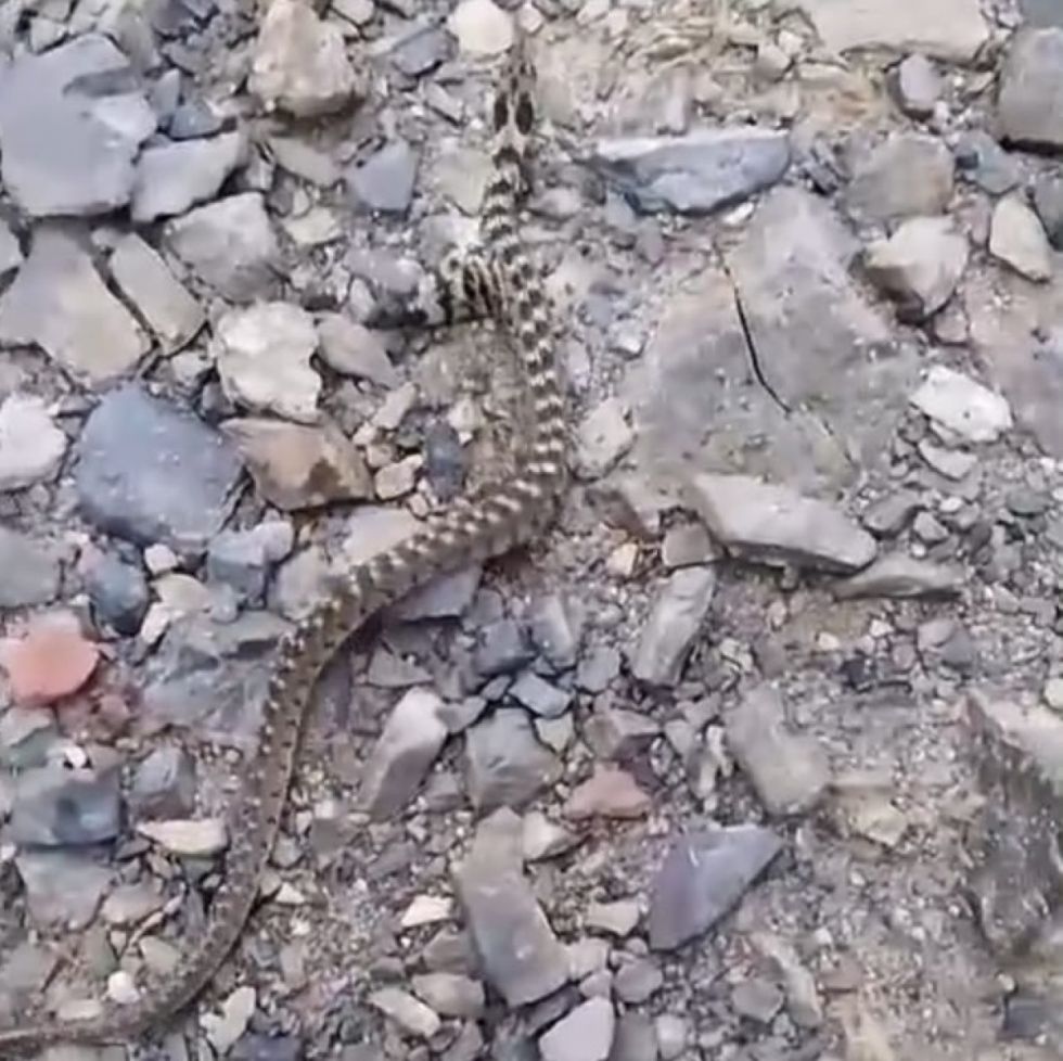 Una víbora con dos cabezas sorprende a comunarios de Narvaez (Video)