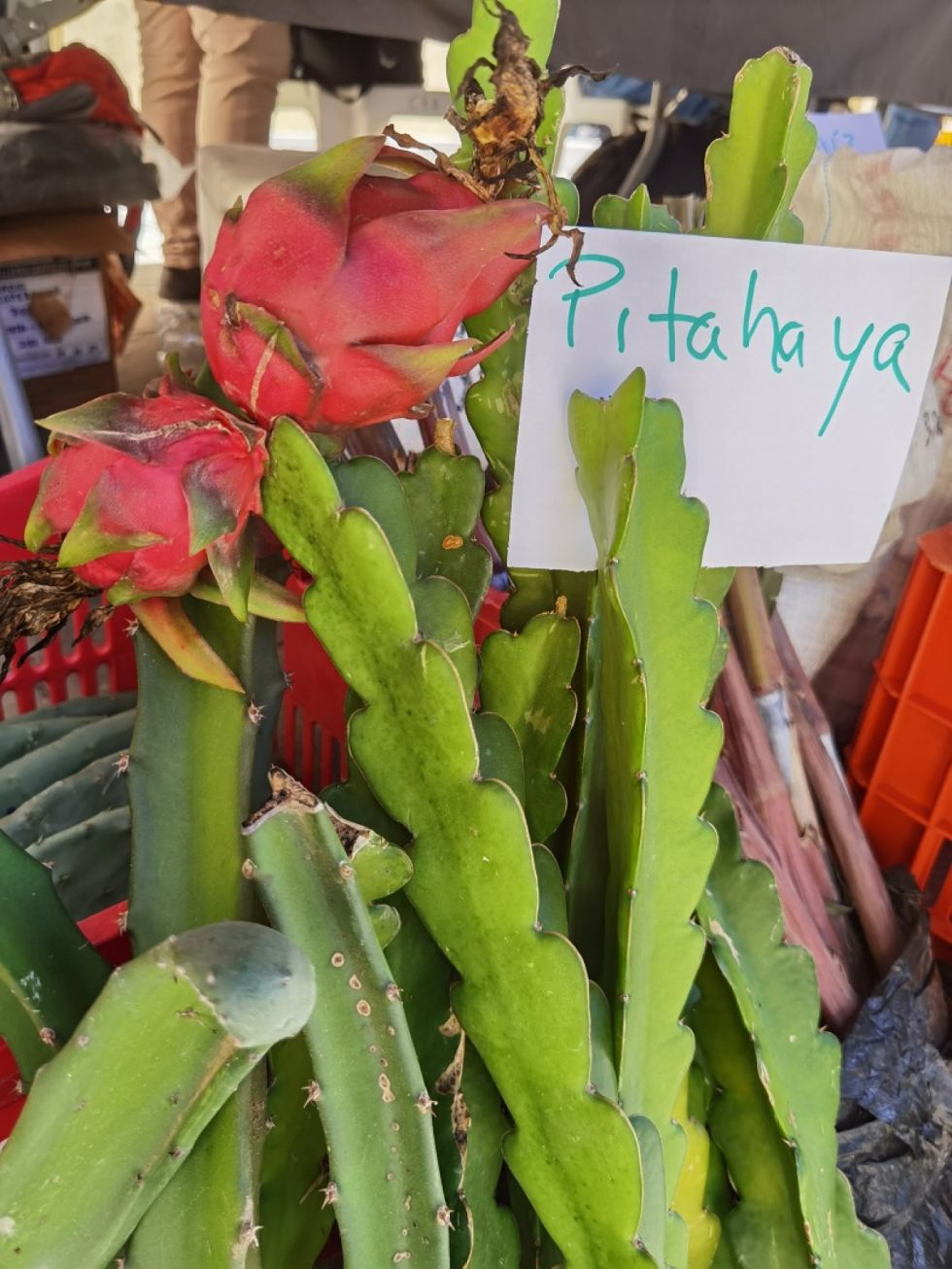 La pitahaya, un fruto del norte del continente que está teniendo cada vez más presencia en Bolivia, donde ya se cultiva.