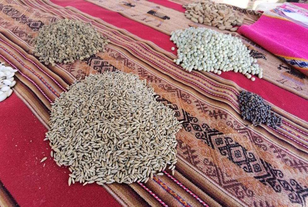 Semillas de primera para cultivos agroecológicos.