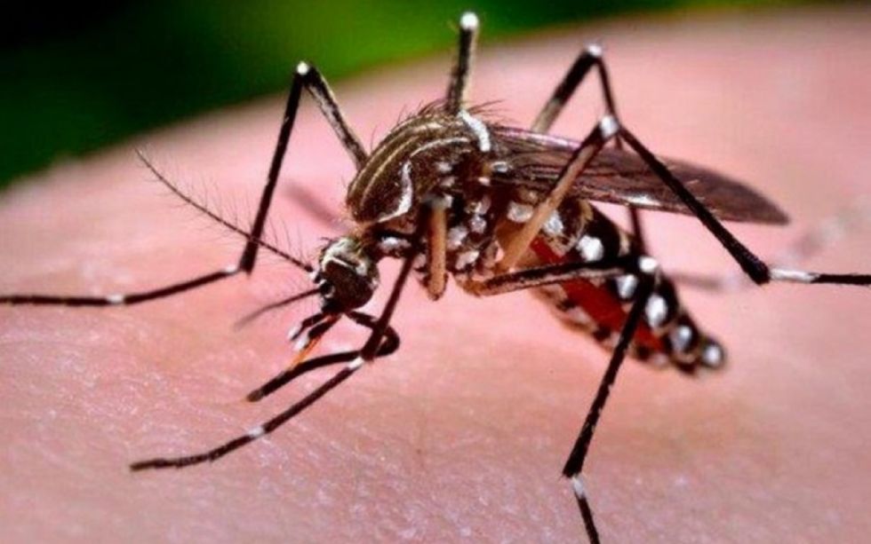 Dengue: Salud ejecuta acciones de prevención