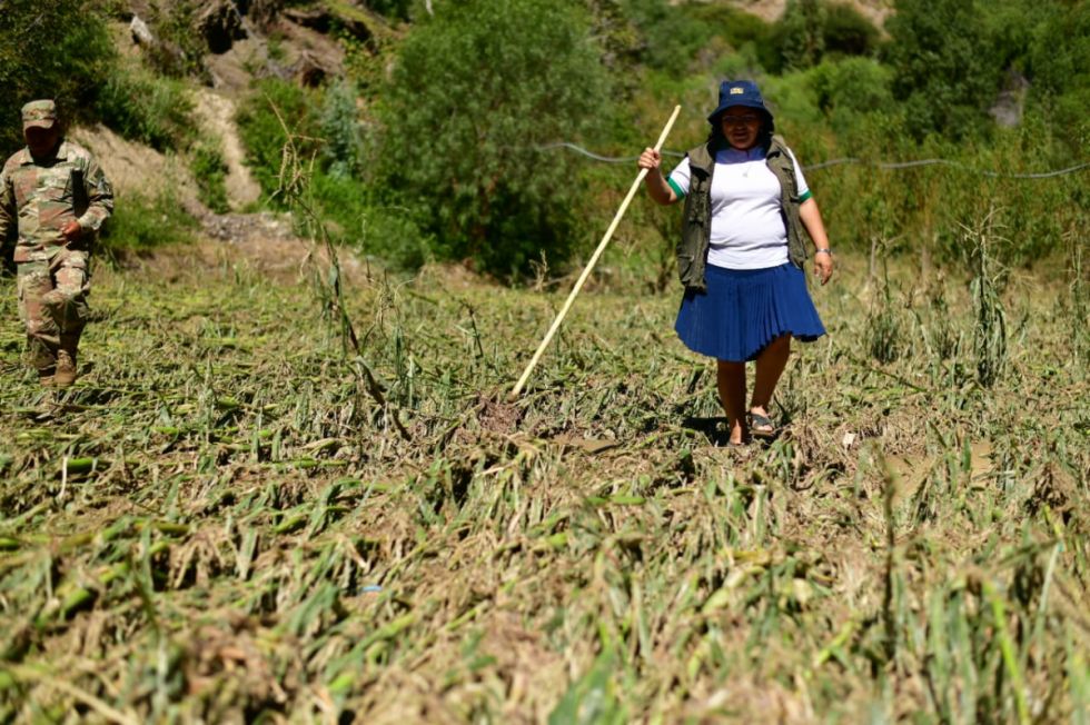 El Puente: Mantienen cultivos en áreas propensas a desastres