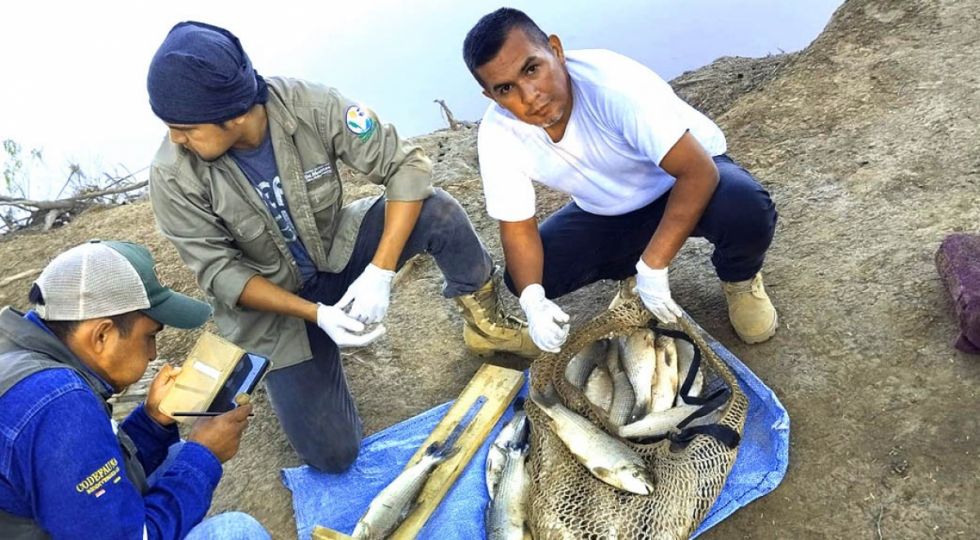 Peces punteros en el Pilcomayo dan esperanzas a la pesca comercial
