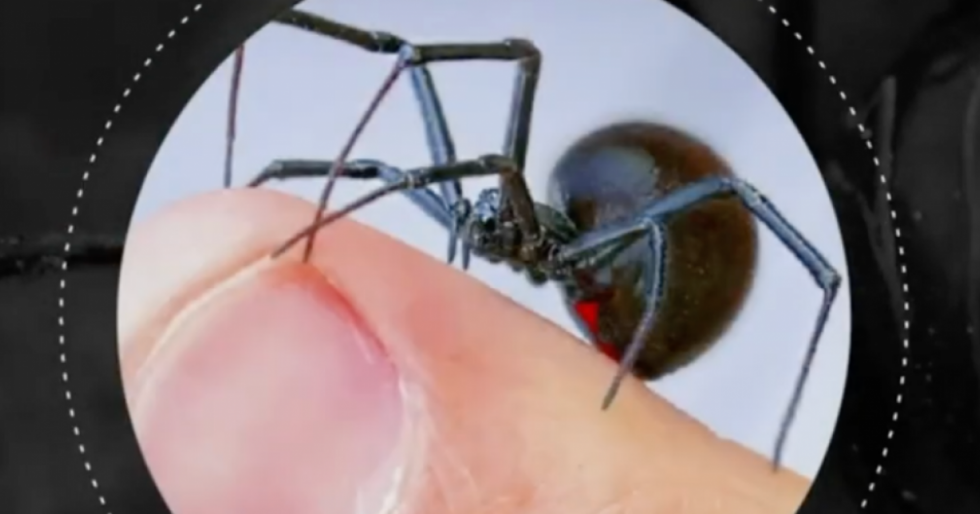 Muere una niña de 7 años por mordedura de araña viuda negra en Tarija