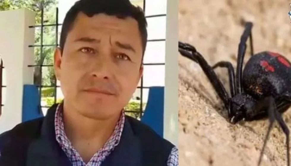 Defensoría investiga muerte de niña por picadura de araña viuda negra en Yacuiba