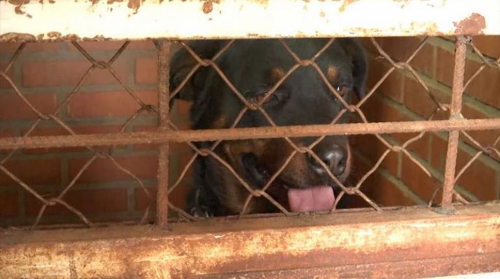 Un hombre muere tras ser atacado por perros