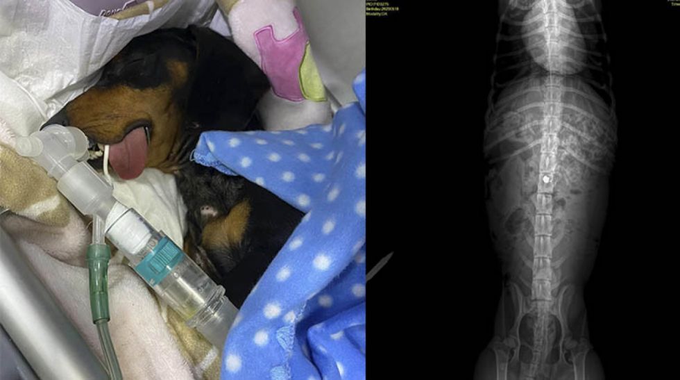 Desde Tarija piden justicia para “Joni”, el perrito salchicha que fue baleado 