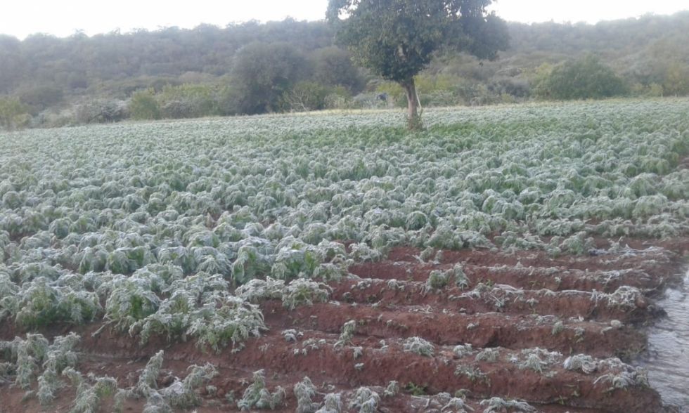 Primeras heladas afectan los cultivos en el Chaco 