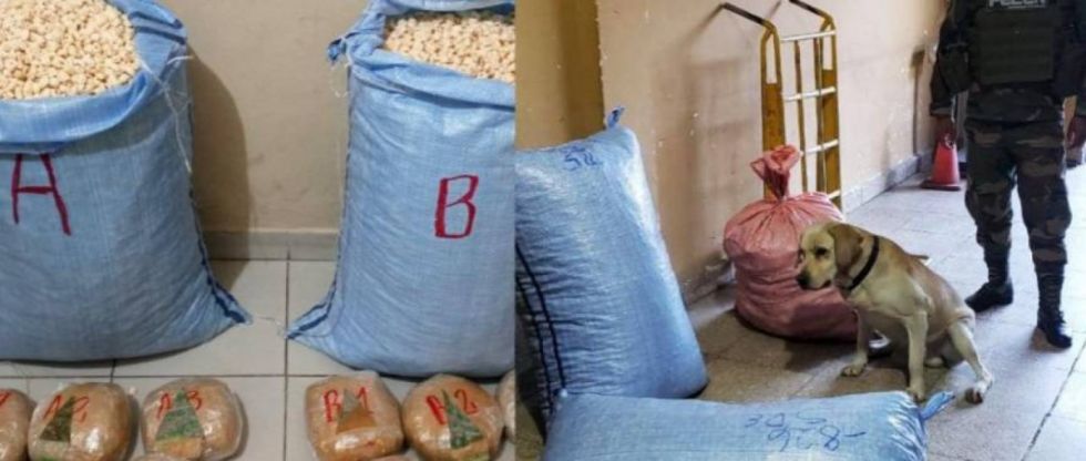 Can detectó más de 10 kilos de marihuana camuflados en pasankalla