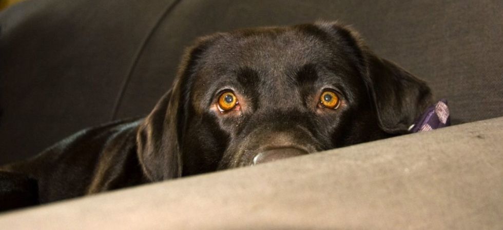 Investigan violación a una mascota en el barrio Los Chapacos 