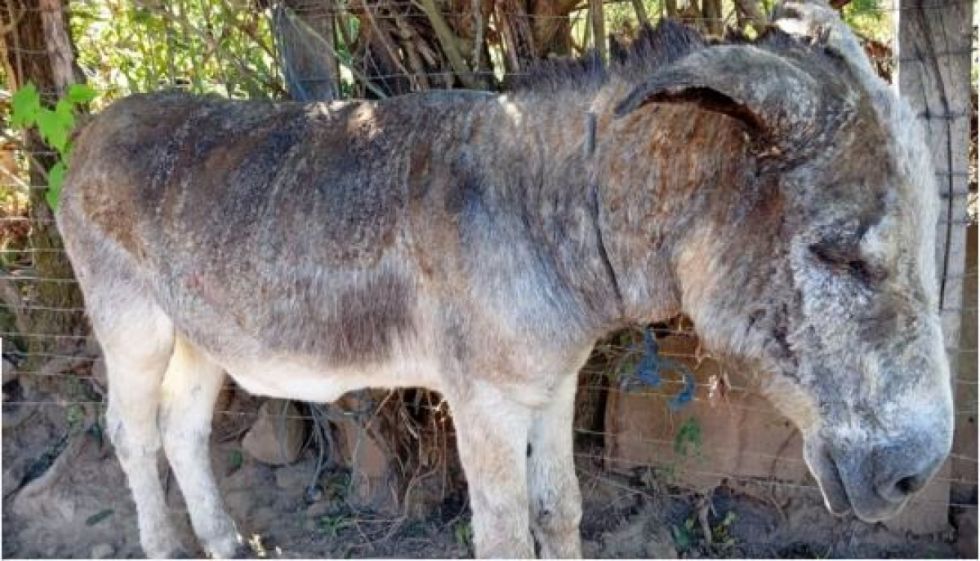 Atroz biocidio en Tihumayu: siete burros quemados desatan indignación