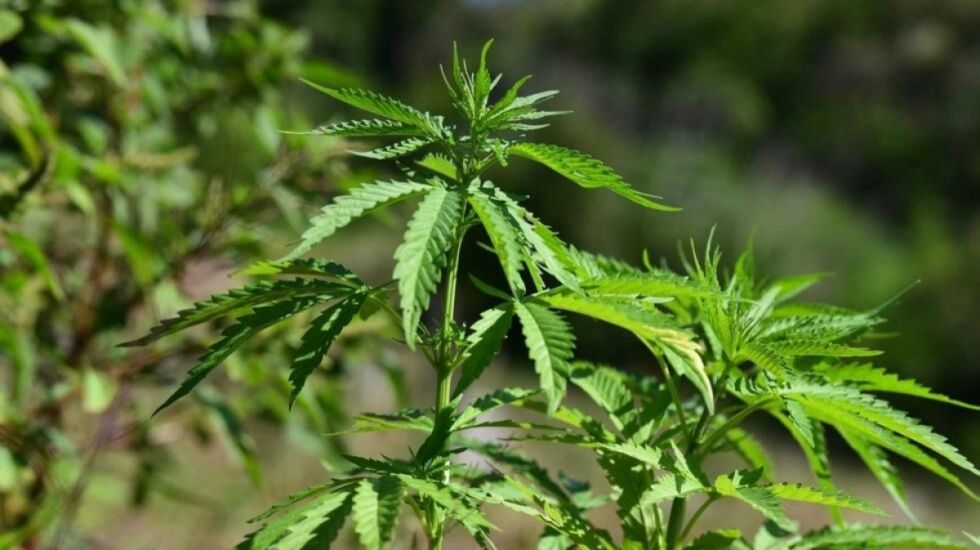 Brasil busca despenalizar la marihuana para uso personal