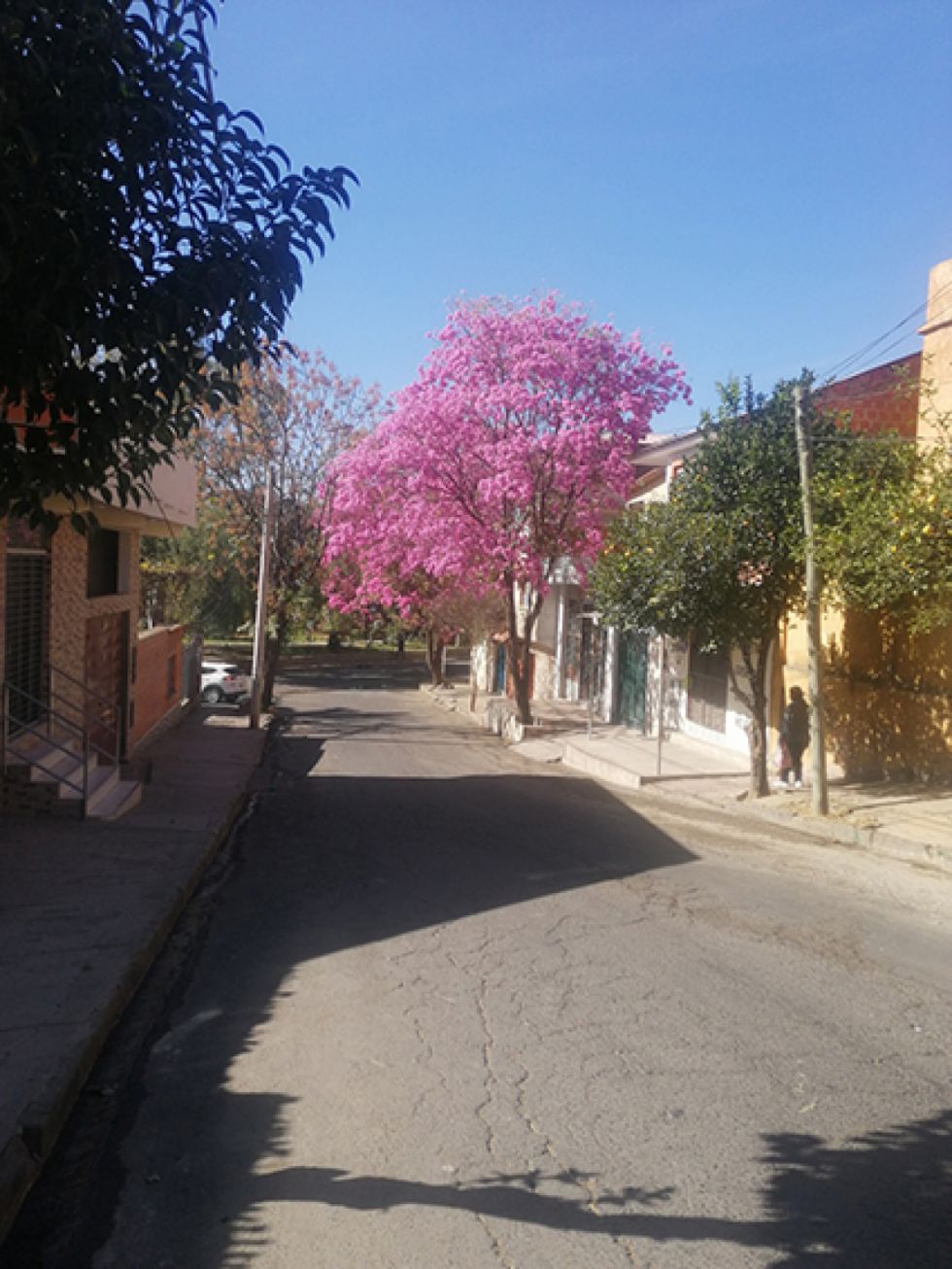 Los lapachos adornan las calles y avenidas de Tarija