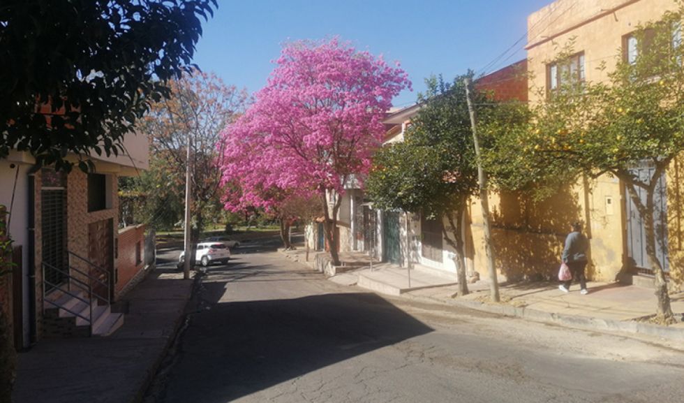 Los lapachos adornan las calles y avenidas de Tarija