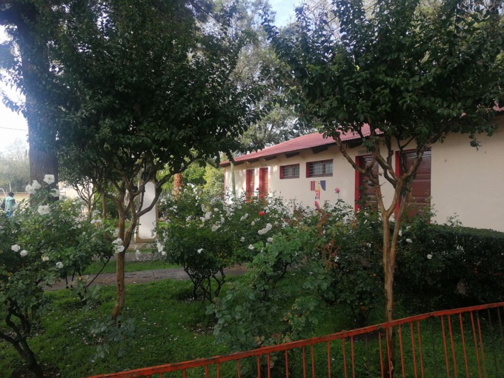 Los lapachos adornan las calles y avenidas de Tarija