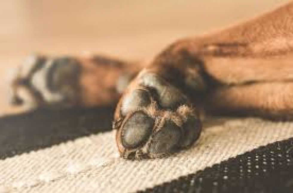 Sorprenden a sujeto abusando de una perrita cerca de un mercado en Santa Cruz