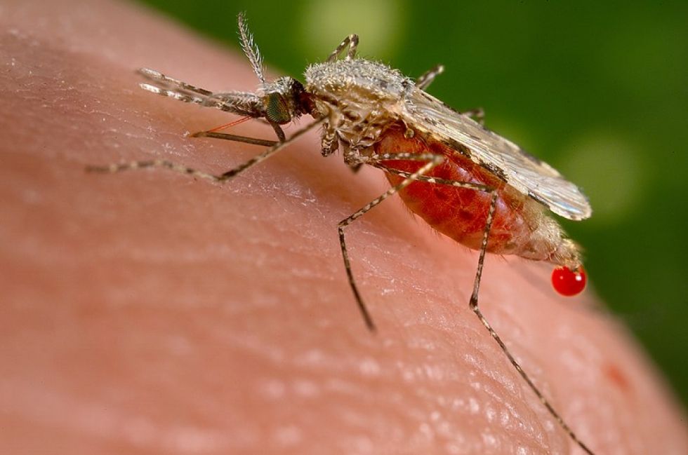 Primer caso de malaria confirmado en Yacuiba alerta a autoridades sanitarias