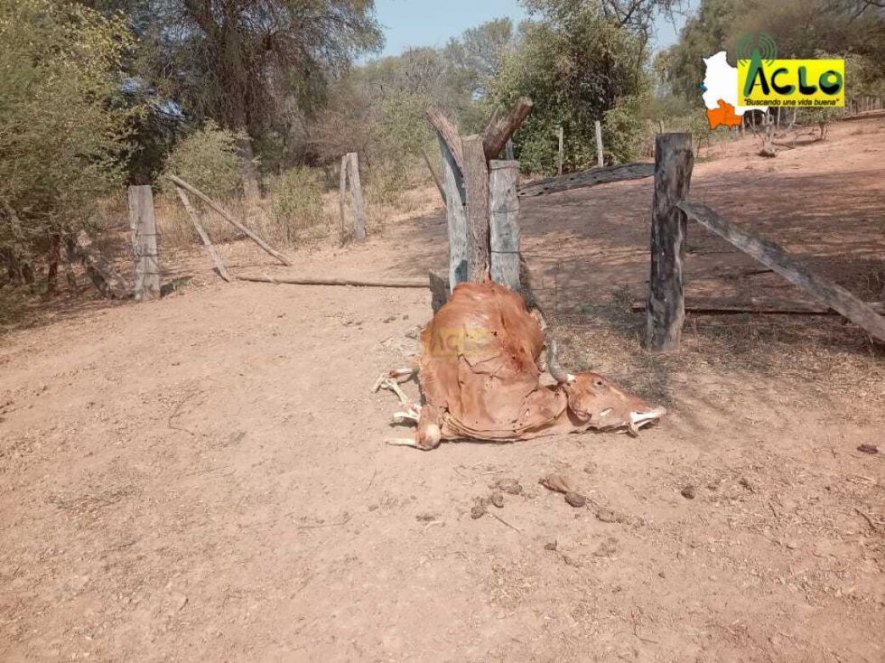 Sequía en el Villa Montes afecta a ganado/Radio Aclo