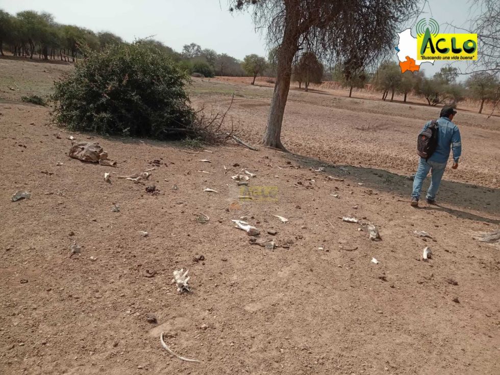 Sequía en el Villa Montes afecta a ganado/Radio Aclo
