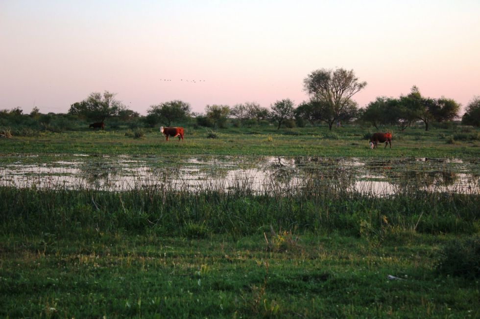Vacas pacen en los humedales, que son estratégicos para el planeta