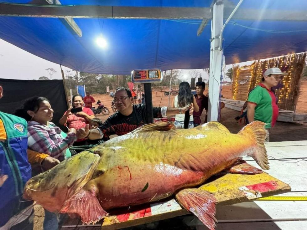 ¡Histórico! Pescaron a ‘Teresa’, un jundiá de 84 kilos en Pando.