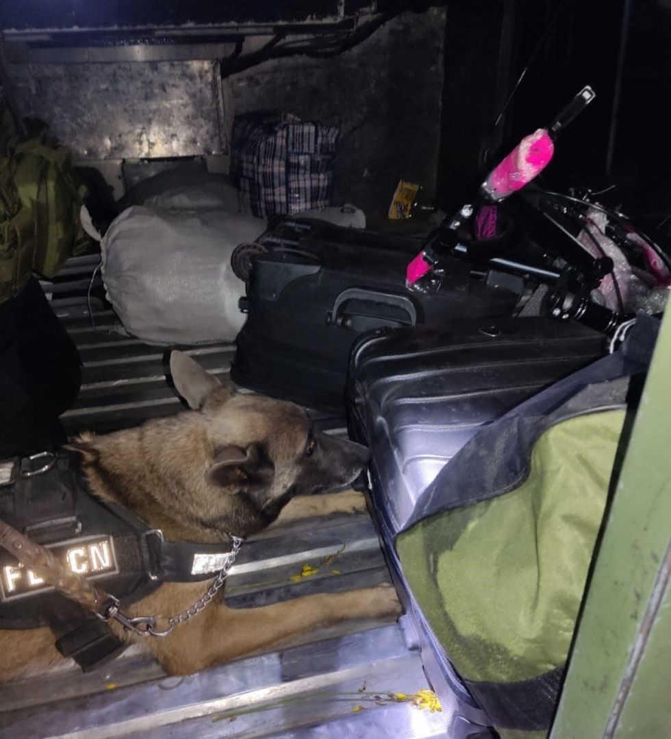 Can antinarcóticos descubre maletas repletas de marihuana rumbo a Tarija