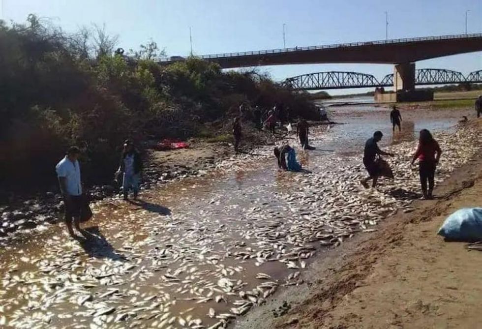 Preocupa el impacto de la “borrachera” en la reproducción de los sábalos