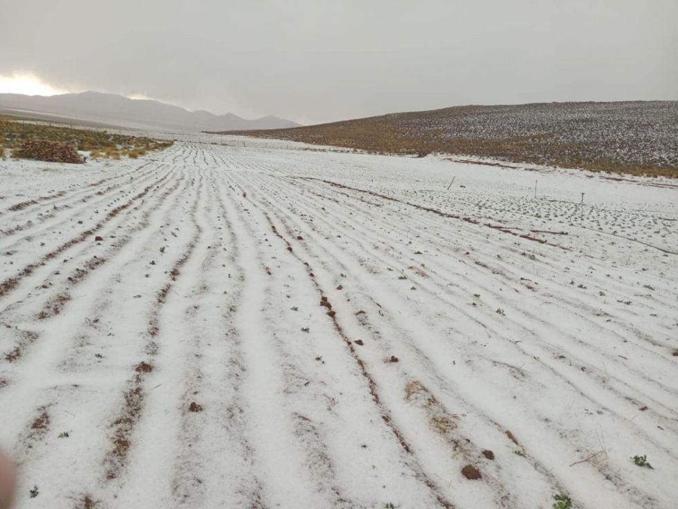 Granizada destruye cultivos de ajo y haba en cuatro comunidades de Yunchará