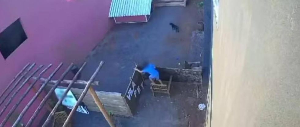 Niño de nueve años atacó y le quitó la vida a 23 animales de una veterinaria