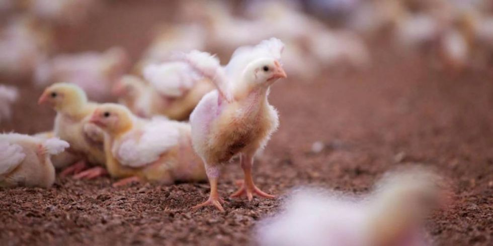 13 millones de pollos y gallinas están en riesgo de muerte por los bloqueos en Cochabamba