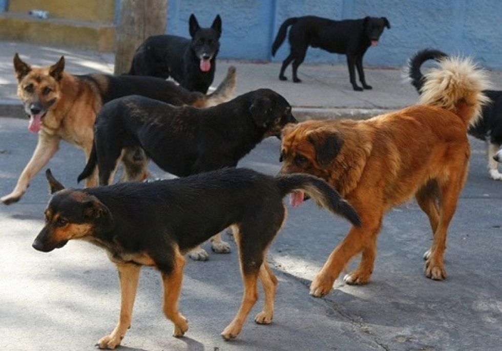 Sentencian a mujeres que envenenaron a 7 perros en el mercado Abasto