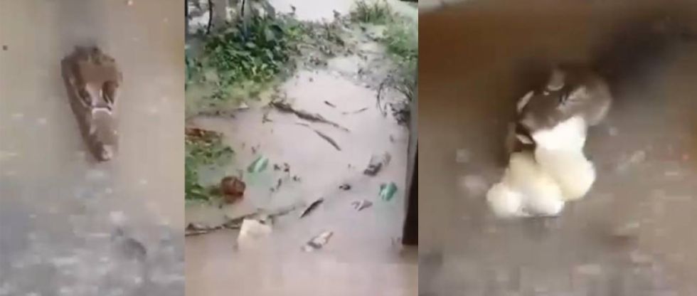 Lagartos rondan zonas urbanas de Cobija tras lluvias e inundaciones