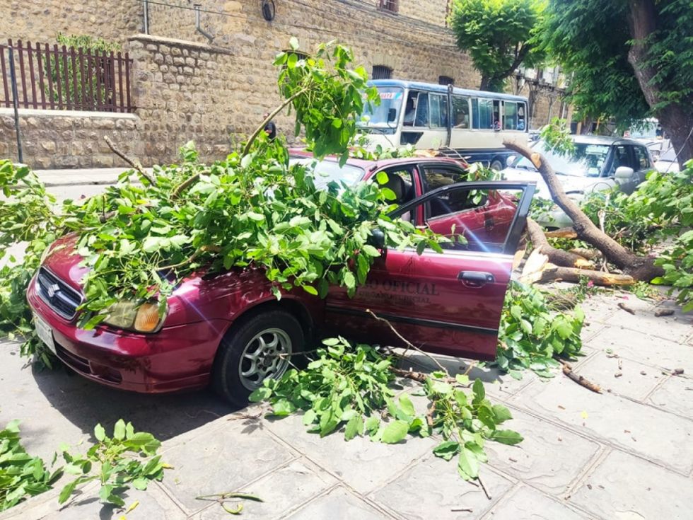 Cae rama de árbol sobre vehículo en Tarija