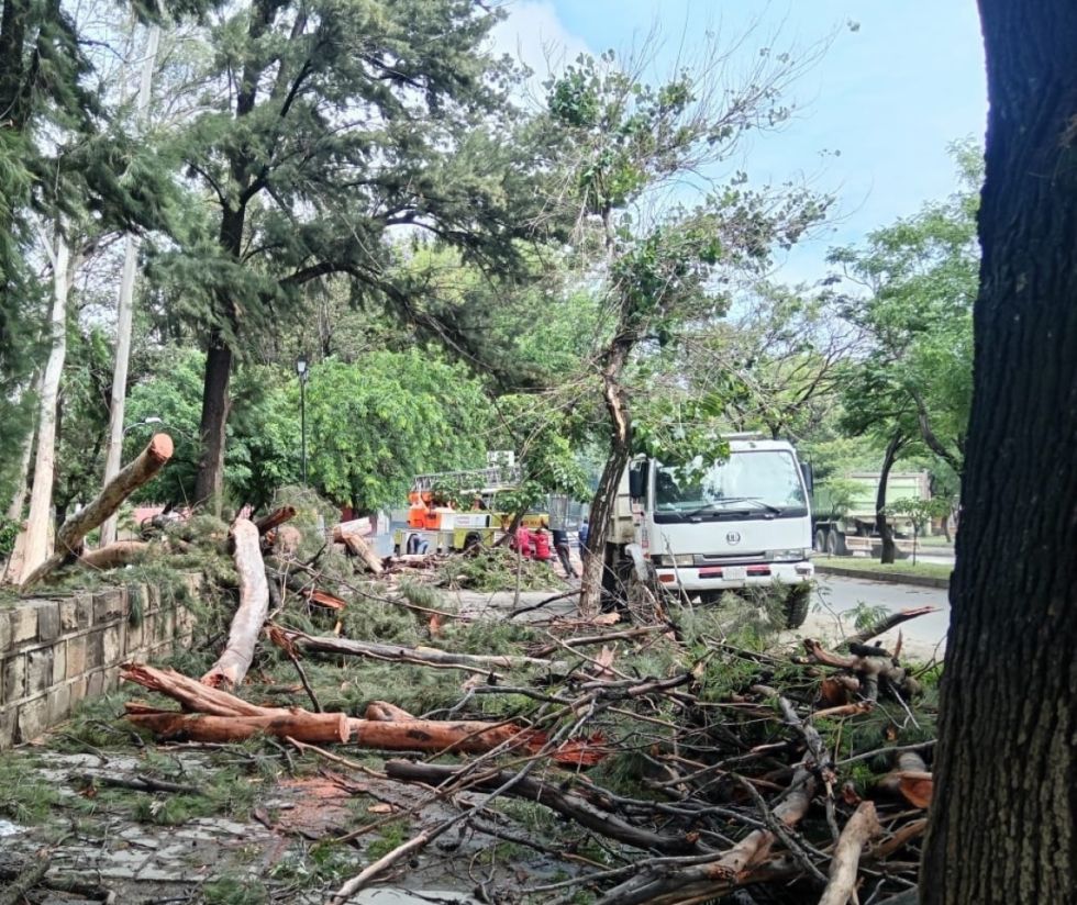 Tarija: 15 árboles pusieron en apuros a ornato público