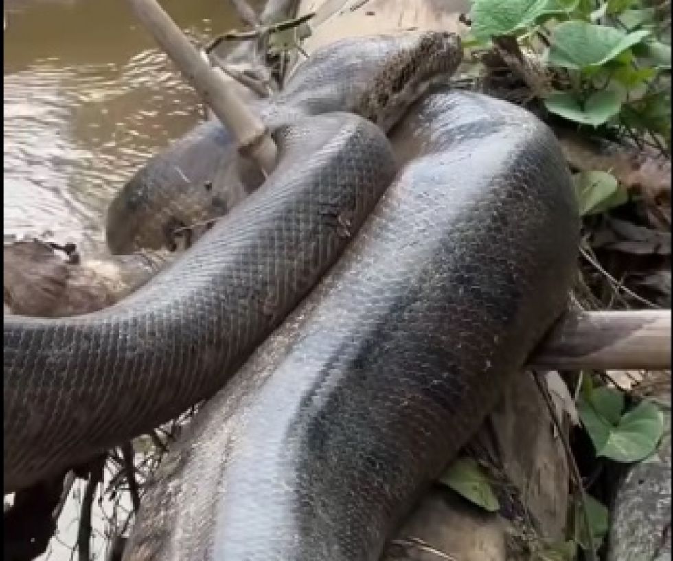 Aumentan los avistamientos de sicurís gigantes en ríos del Beni y la Amazonía (Video)