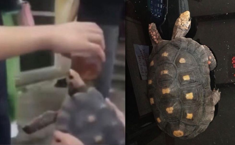 Investigan a jóvenes que obligaron a una tortuga a ingerir alcohol 