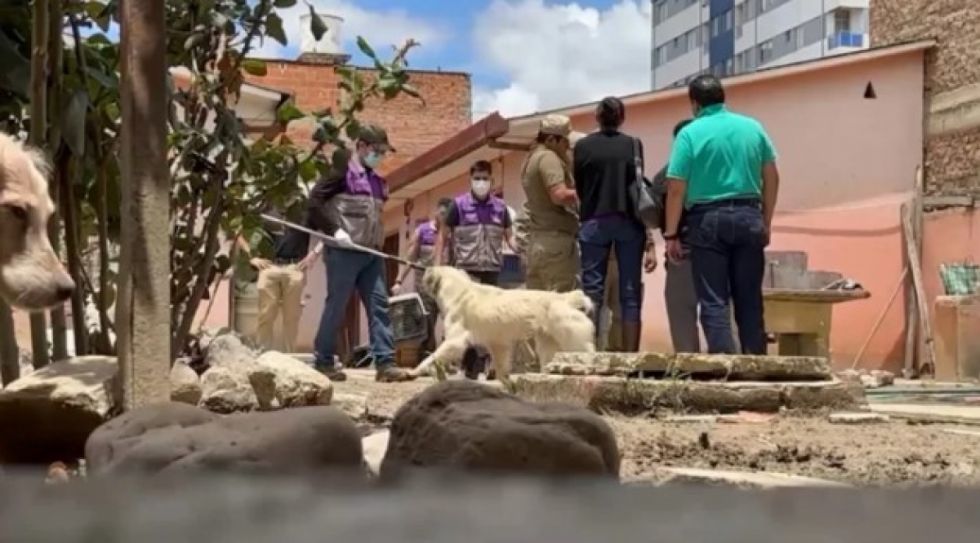 Mujer de la tercera edad muere luego de ser atacada por sus 23 perros